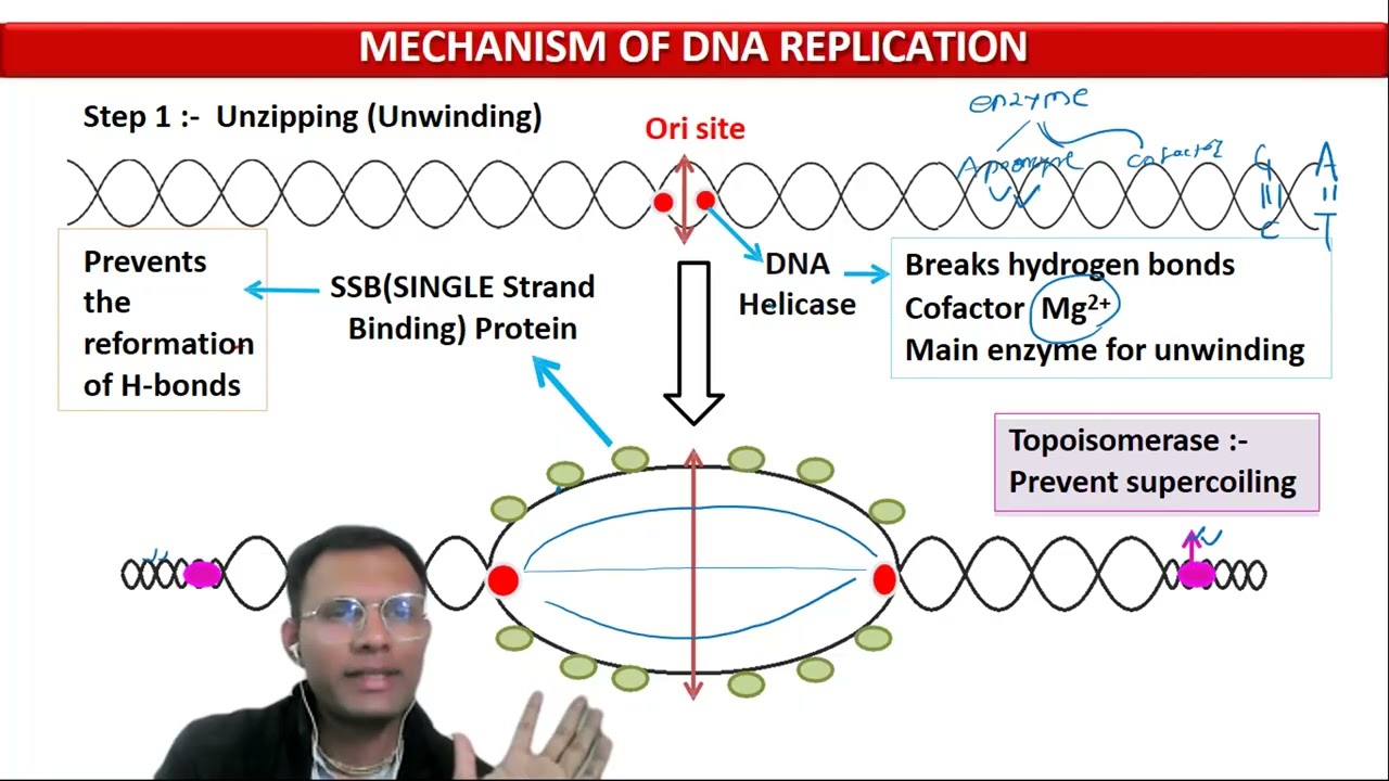 8. Mechanism of DNA Replication.