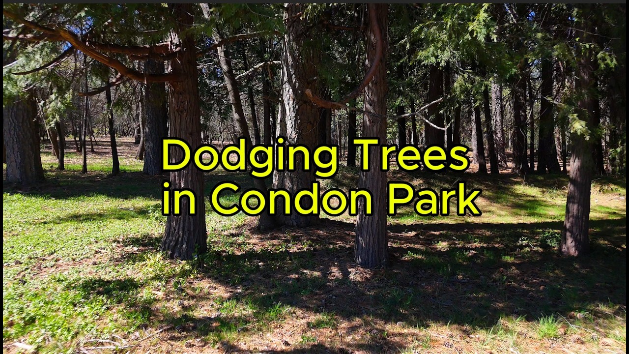 Dodging Trees in Condon Park