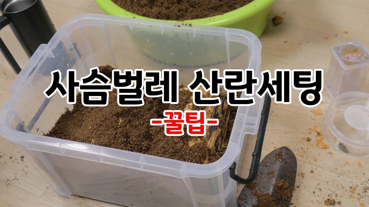 사슴벌레 산란세팅을 할 때, 디테일한 꿀팁을 알려드릴께요!!