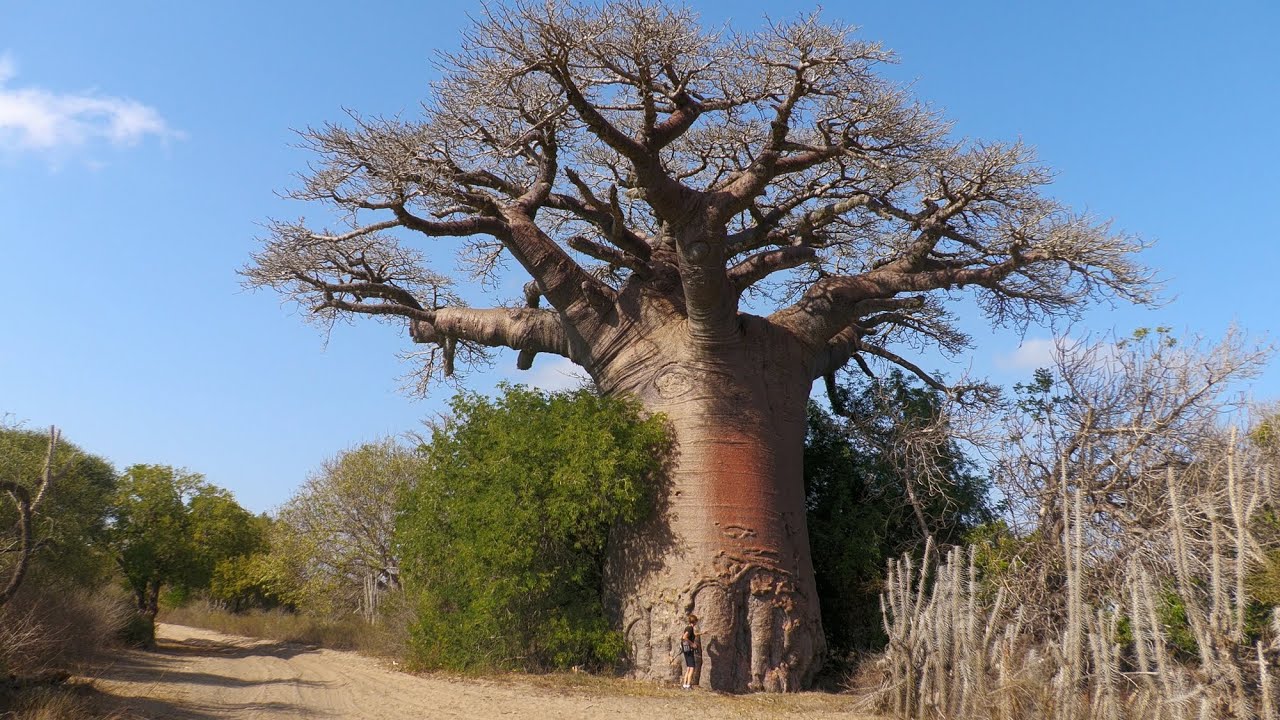 026 Madagascar,  Piste Morombe   Salary, des baobabs remarquables