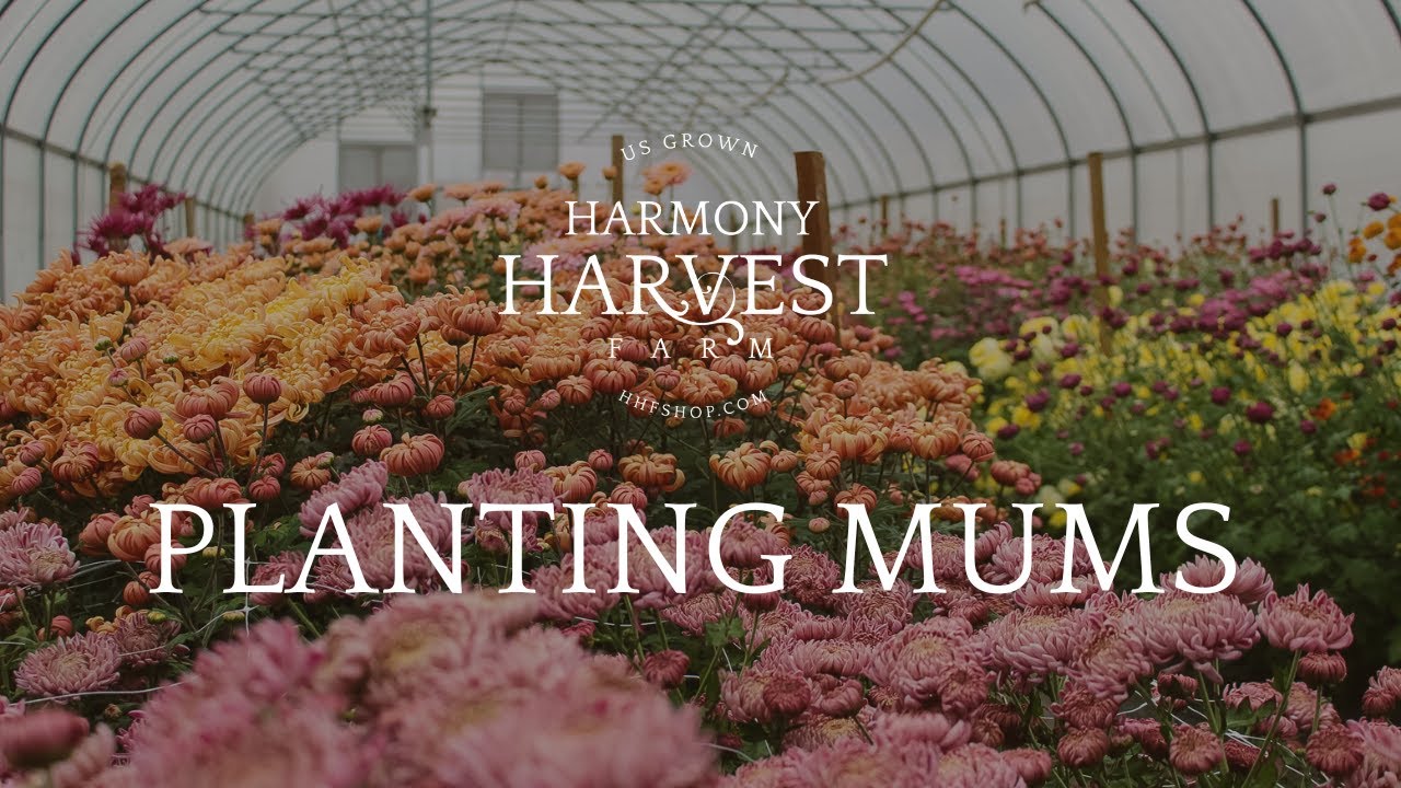 Planting Chrysanthemums