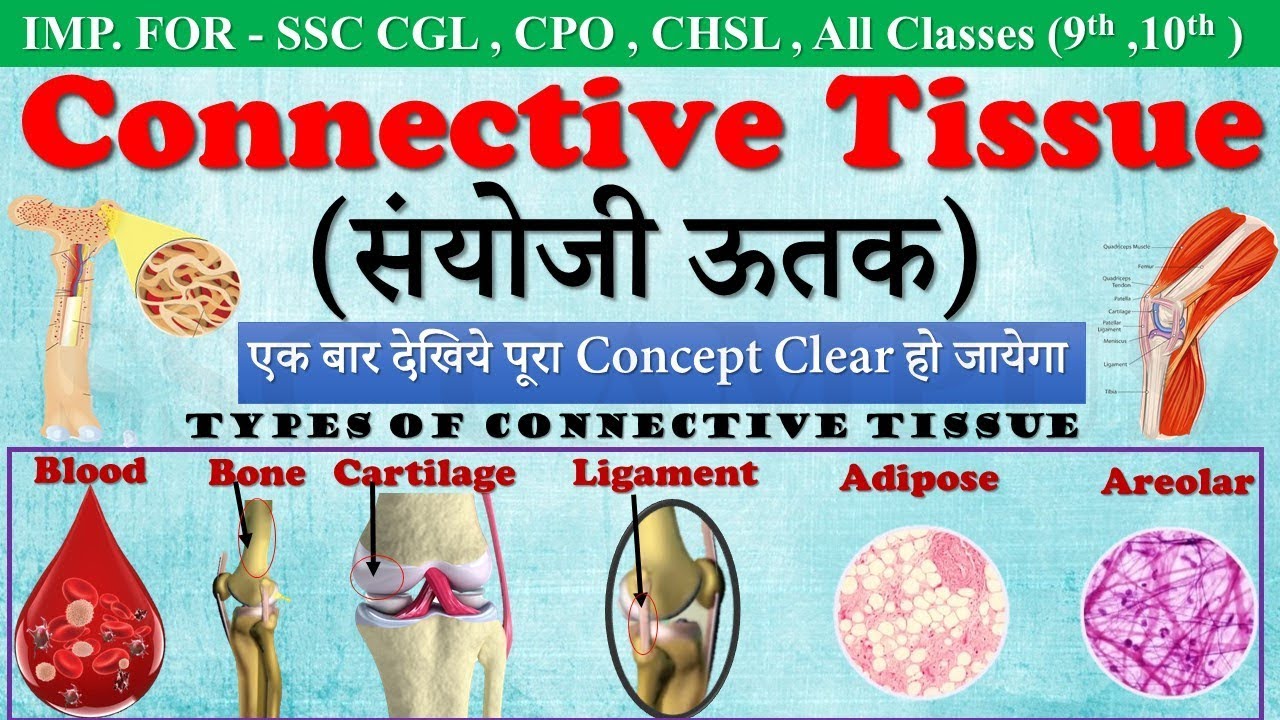 Connective tissue in hindi (संयोजी ऊतक) | Types of Connective Tissue | ssc campus_mp4