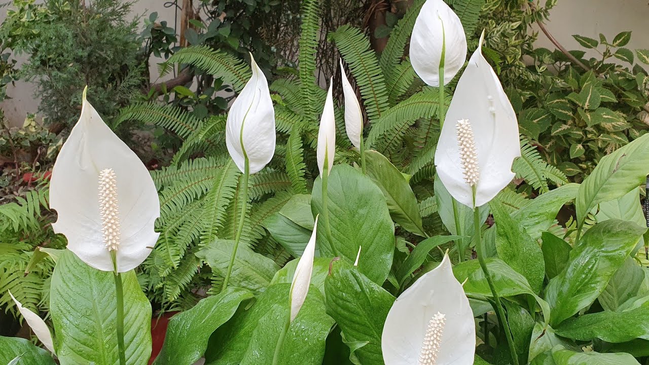 Peace Lily flowering//Indoor air purifying plant//Flower & leaf issues//Fertilizer & Potting mix