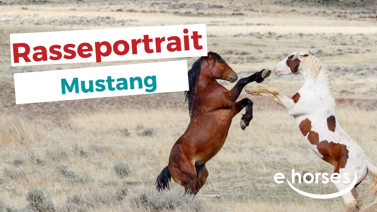 Das Mustang Pferd im  Rasseportrait