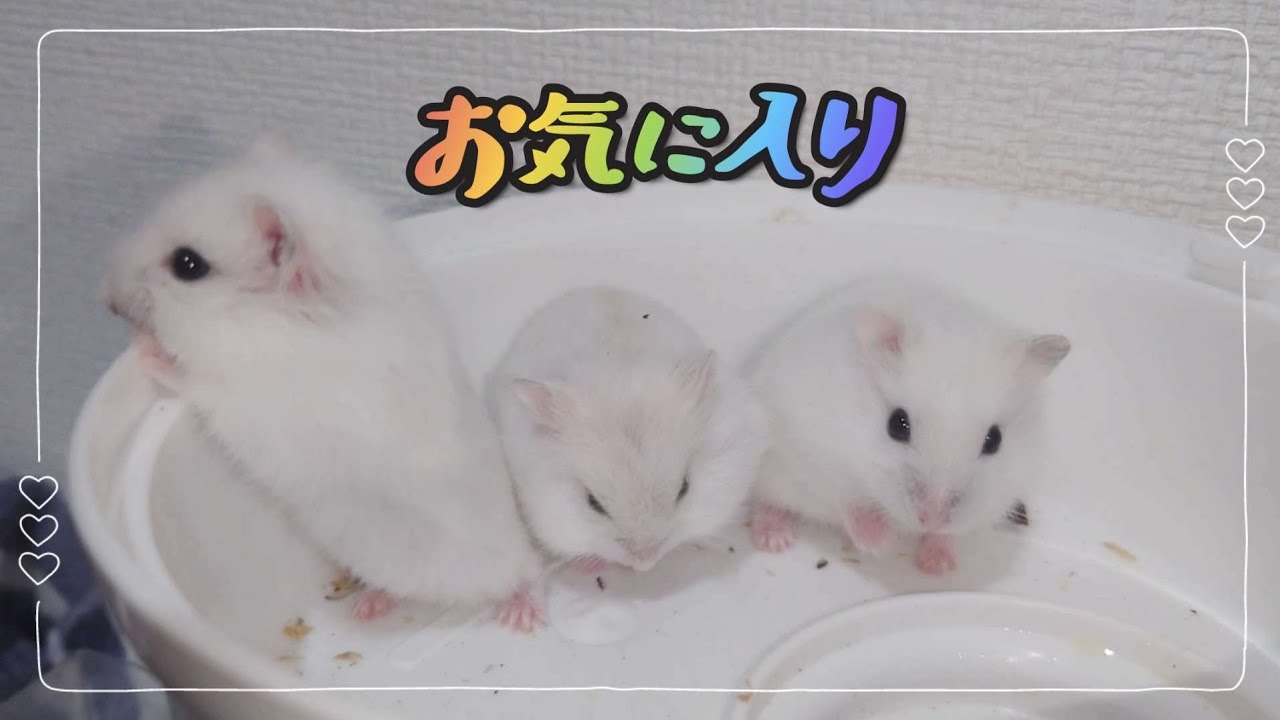 【生後20日目、21日目】展望部屋がお気に入りになりました！