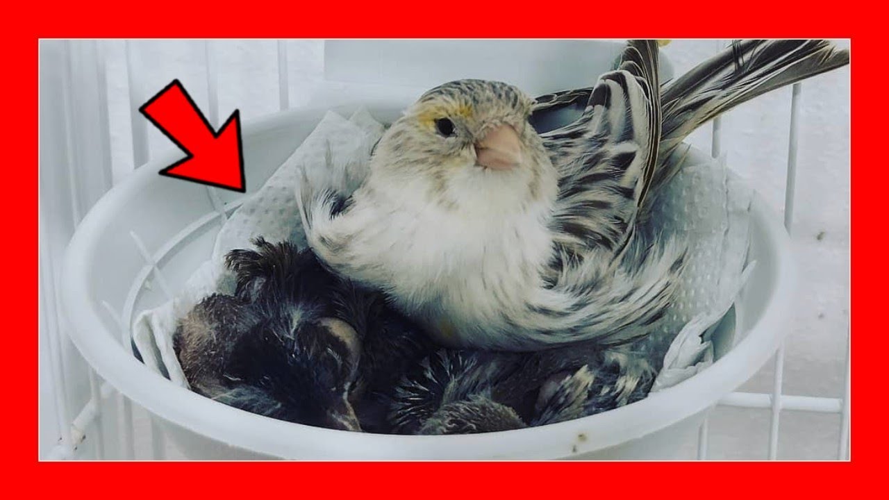 ✅ Как развести 100% канареек? ❌ 7 распространенных ошибок при разведении канареек ❌
