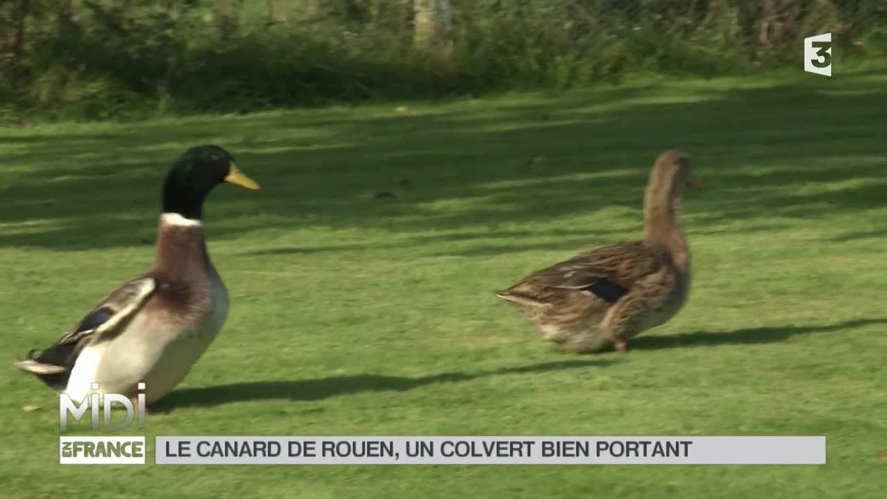 ANIMAUX : Le canard de Rouen, un colvert bien portant