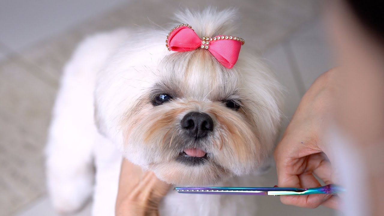 Уход LHASA APSO 🐶❤️ Стрижка в стиле плюшевого мишки !!