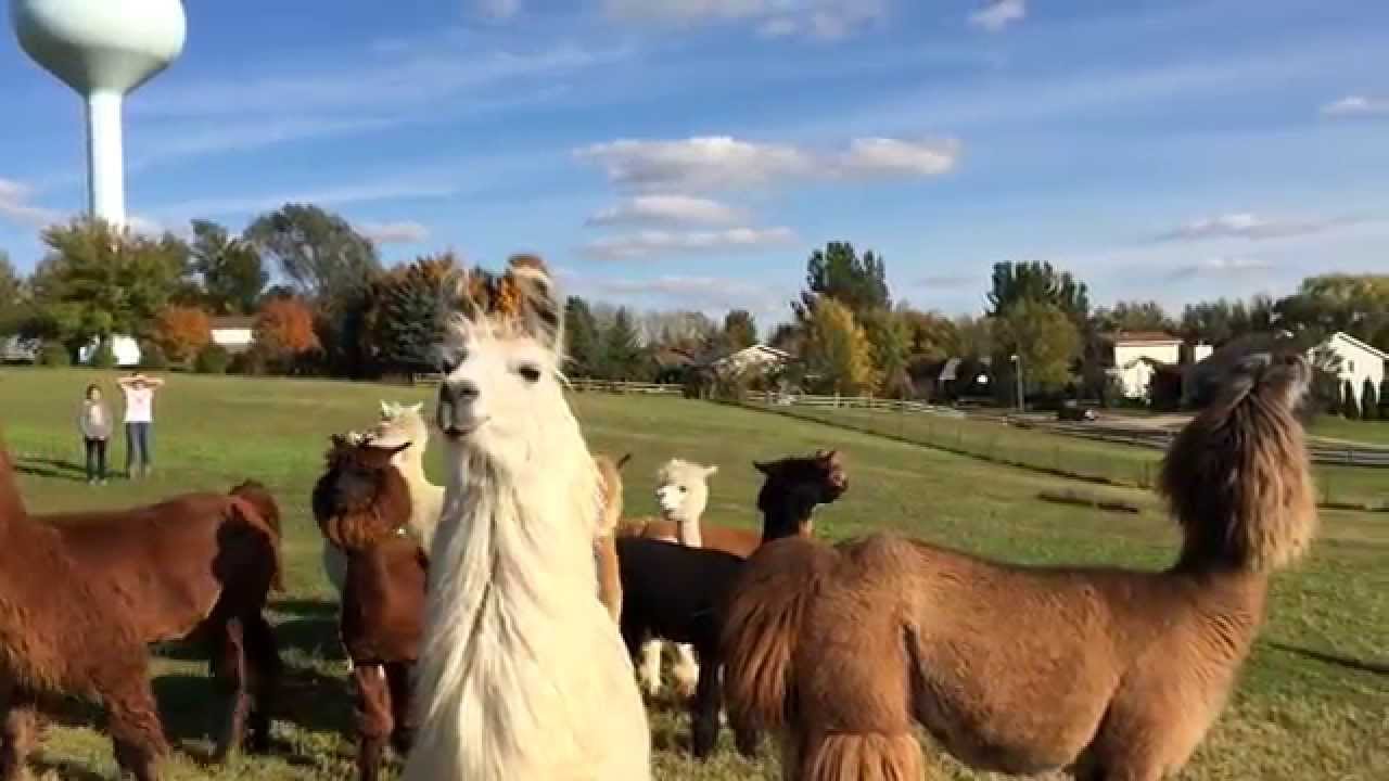 Sheep & Fiber Farm Tour: Barn Quilt Farm