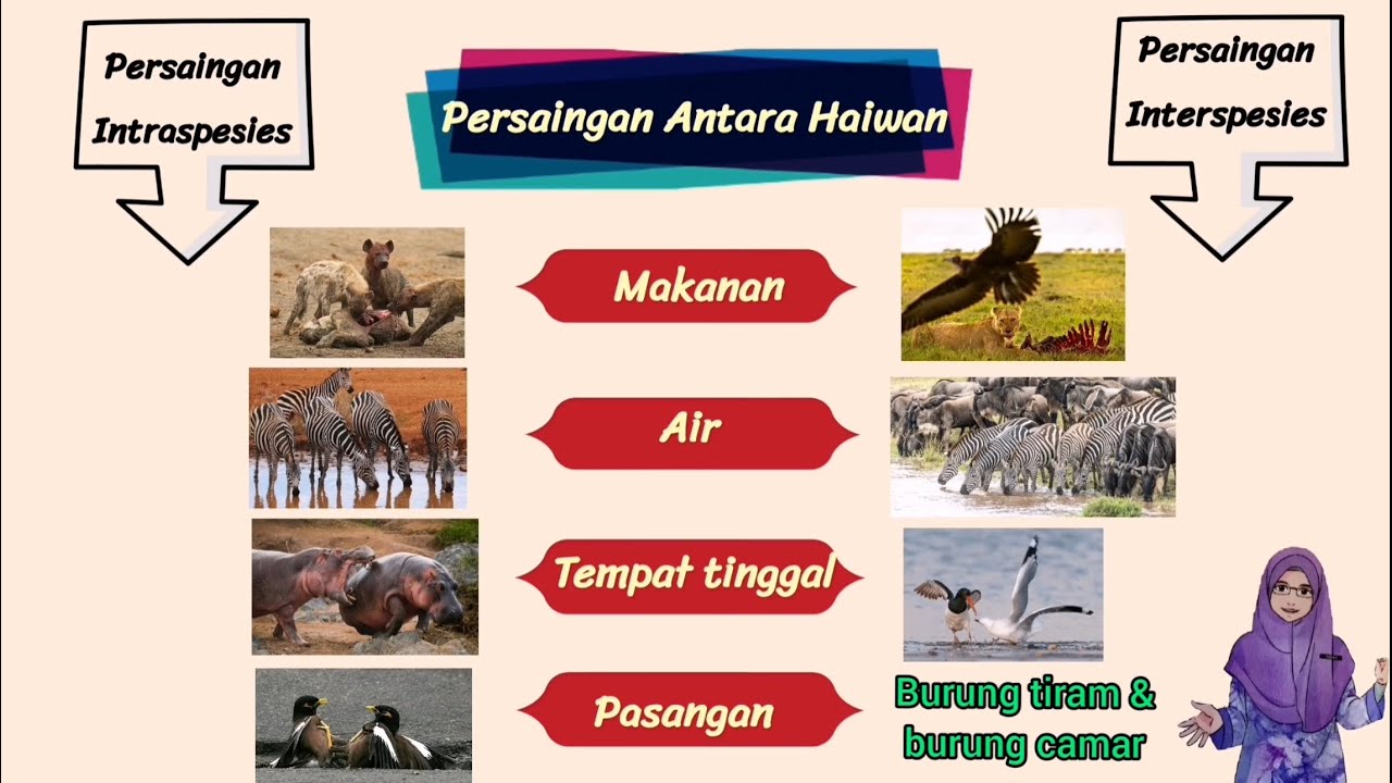 SAINS TAHUN 6 : INTERAKSI ANTARA HIDUPAN (Interaksi Antara Haiwan)