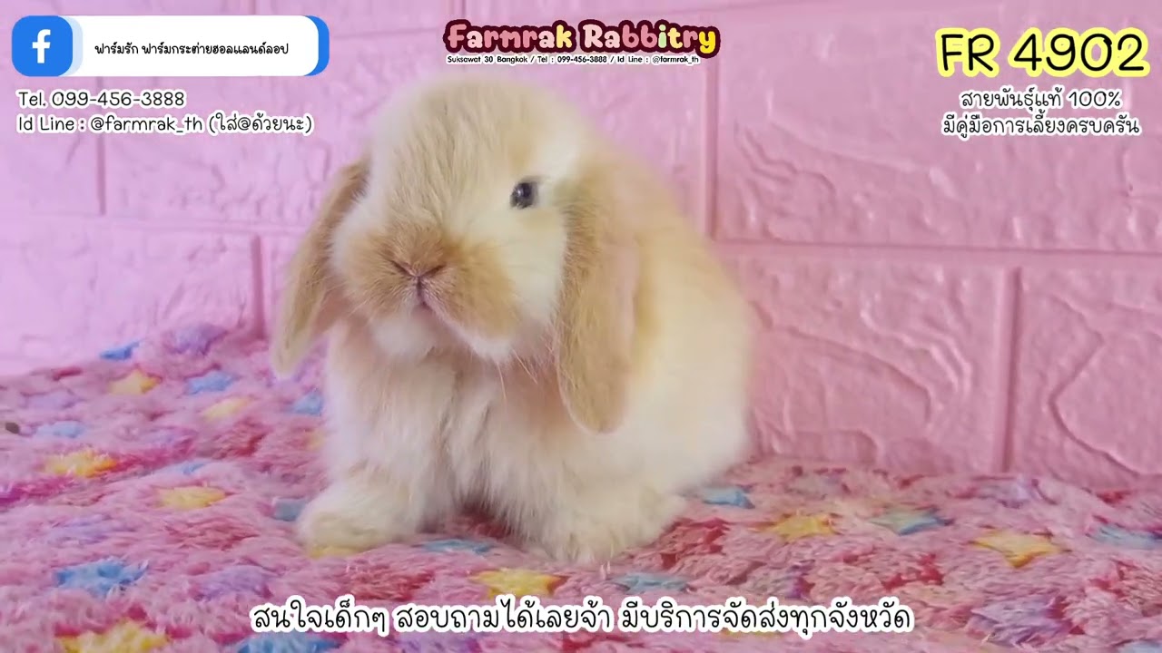 FR 4902 - ฟาร์มรัก ฟาร์มกระต่ายบ้านคุณยาย กระต่ายฮอลแลนด์ลอป กระต่าย ND