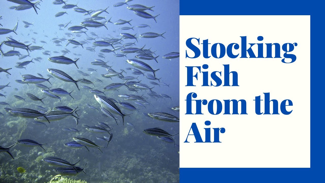 Extreme Fish Stocking: Repopulating Lakes by Air