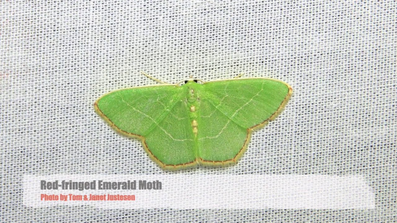 Mothing basics