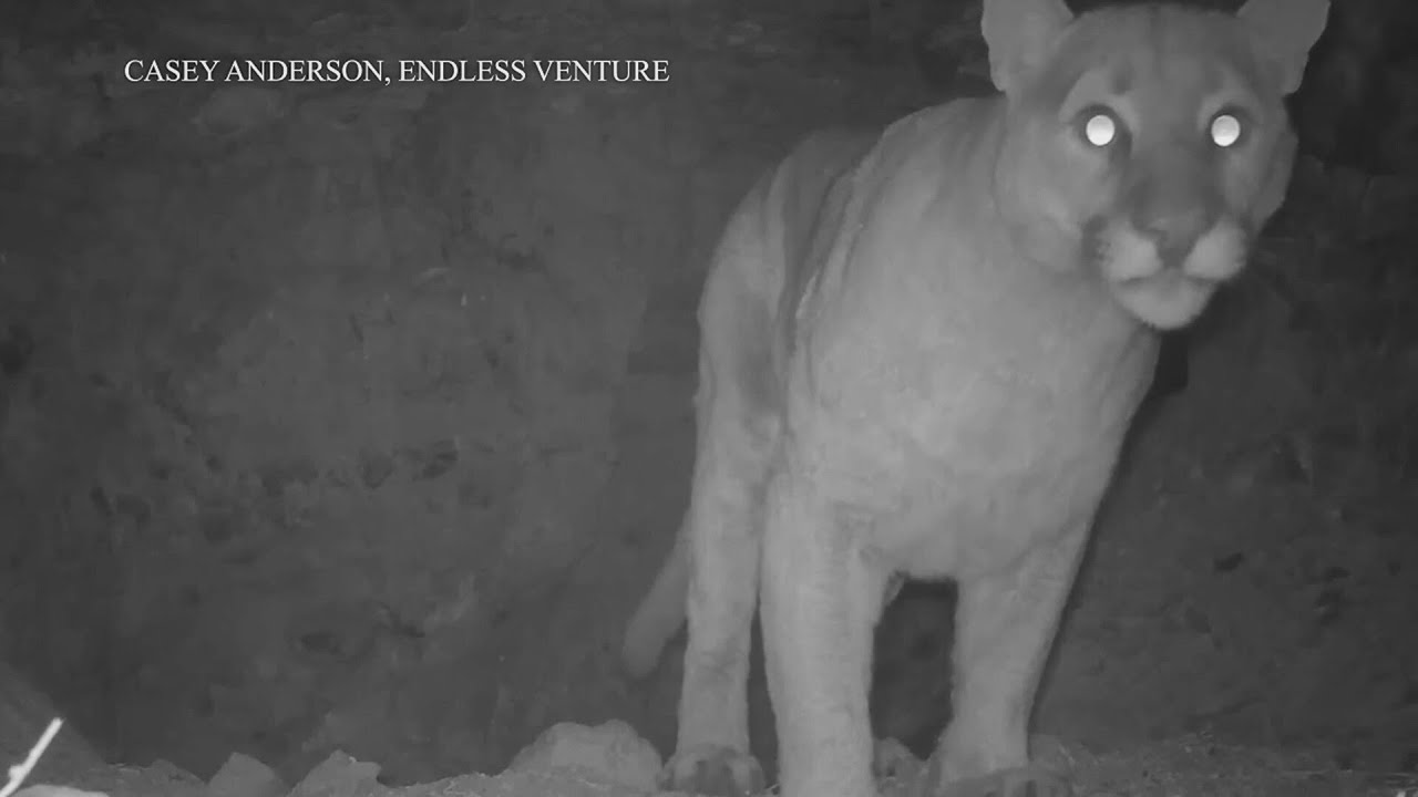 Wildlife Filmmaker/Explorer Casey Anderson