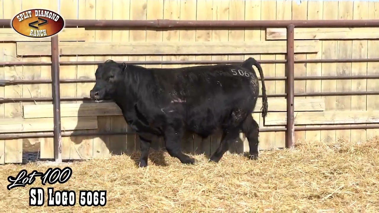 Split Diamond Angus Lot 100