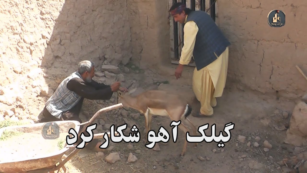 گیلک آهوی شکار کرد