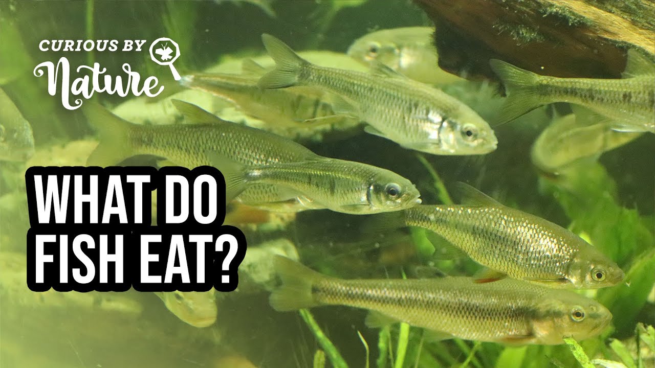 What Do Fish Eat?