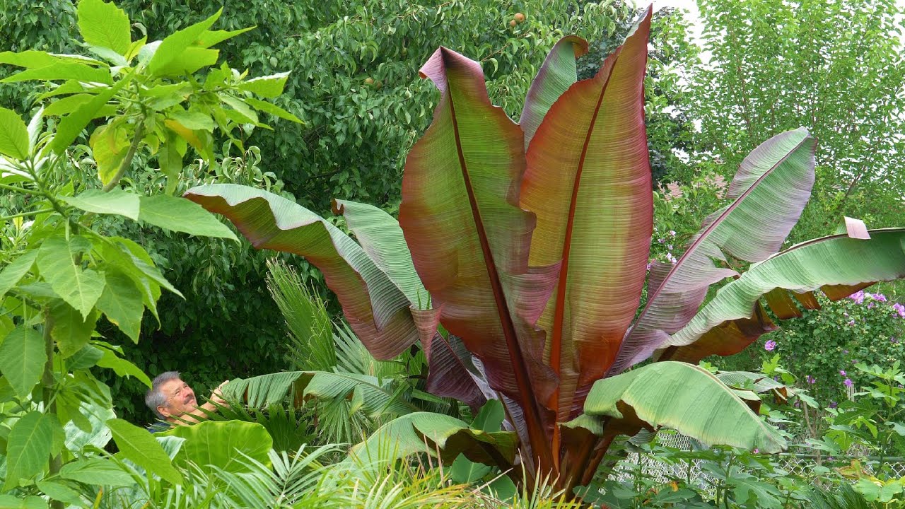 Ensete ventricosum 'Maurelii' Zone 5B Inground / Abyssinian or Ethiopian Red Banana