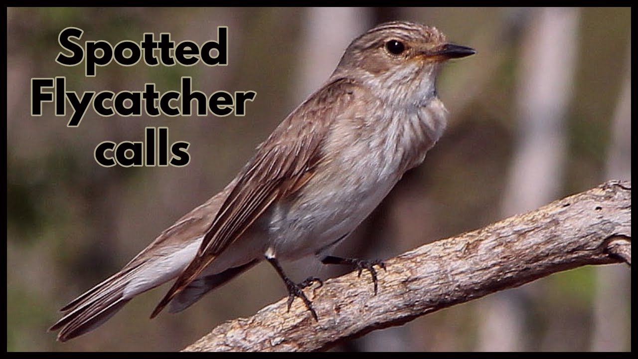 Spotted Flycatcher calls