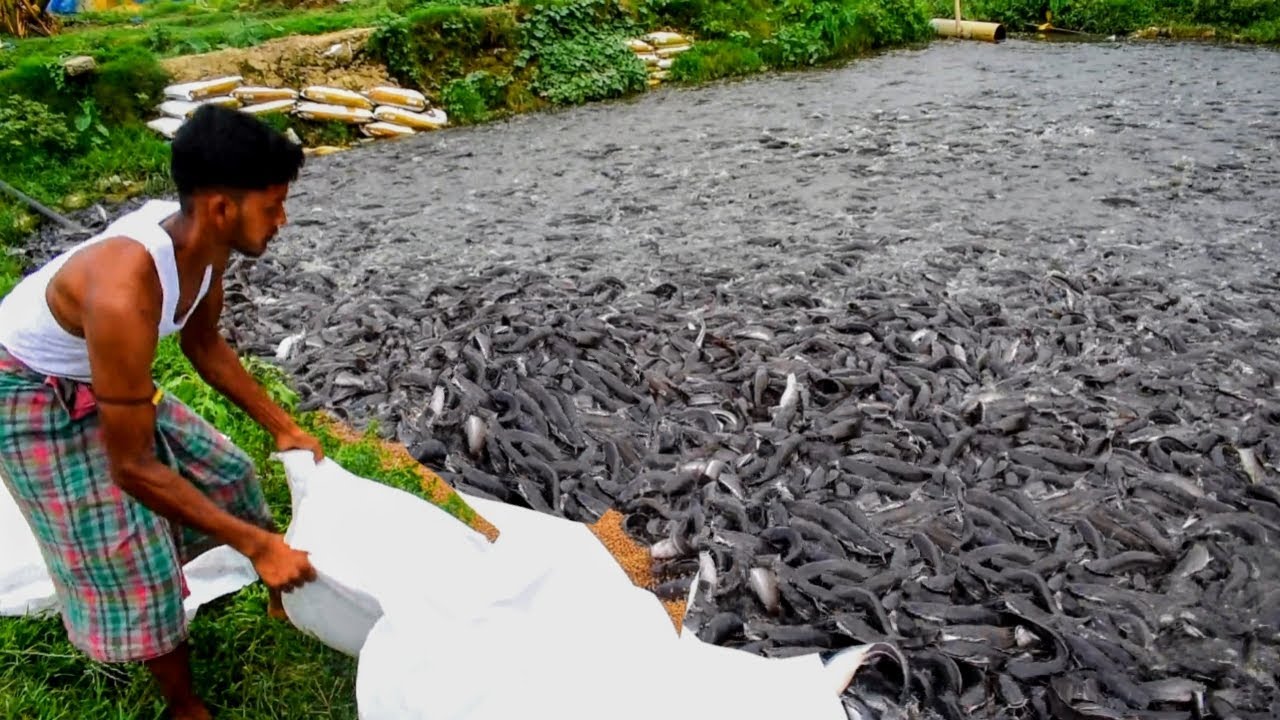 Milion Baby Cat Fish Eating Food In Pond || Magur Fish Farming