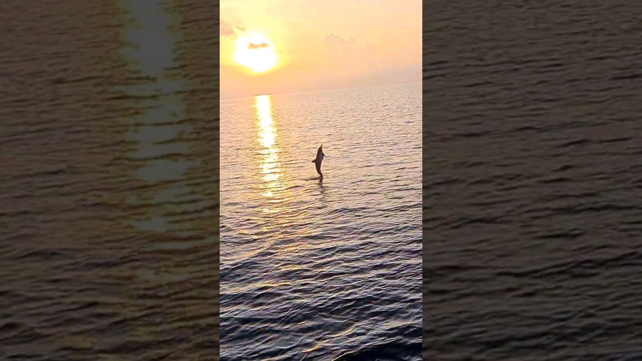 Dolphin watching on Maldives sunset cruise 🐬