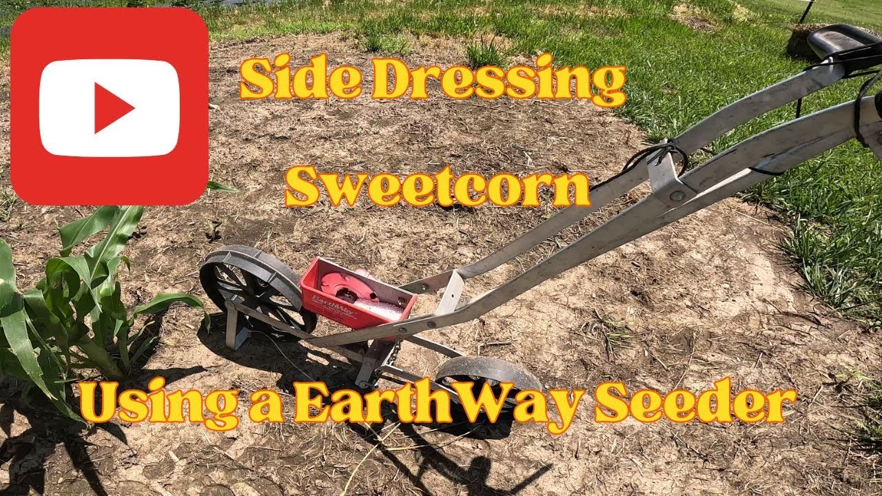 Side Dressing Urea Nitrogen to sweetcorn Using A Earthway Seeder