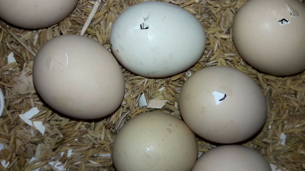 Chicken Eggs Hatching After 21 Days