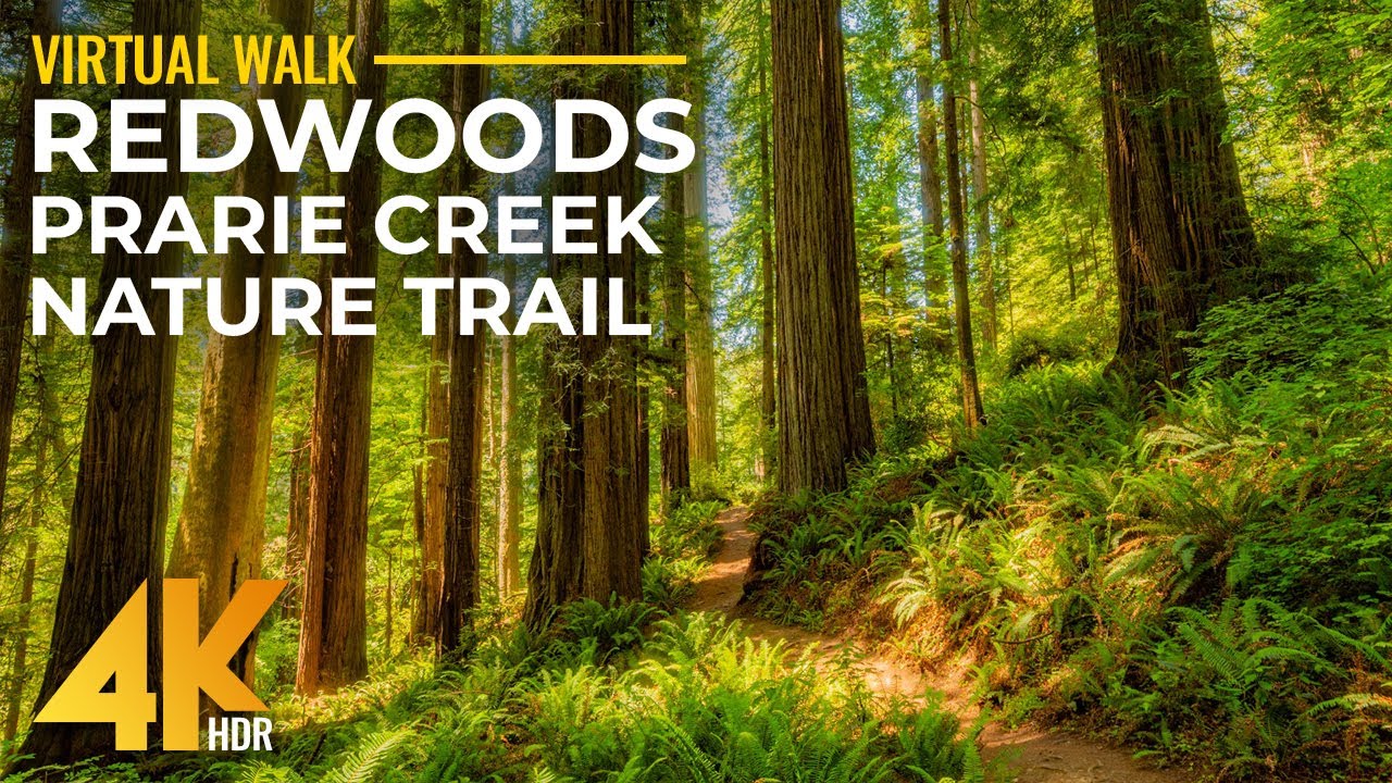 4K HDR Calm Walk Among Earth’s Tallest Trees - Prairie Creek Nature Trail, California + Real Sounds