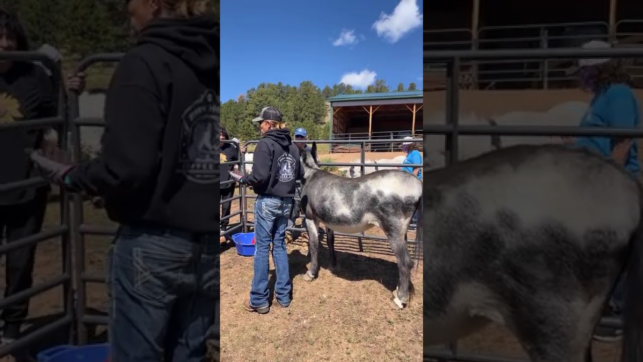 08 31 2025   Donkey Handling 101   Class 2 Part 2