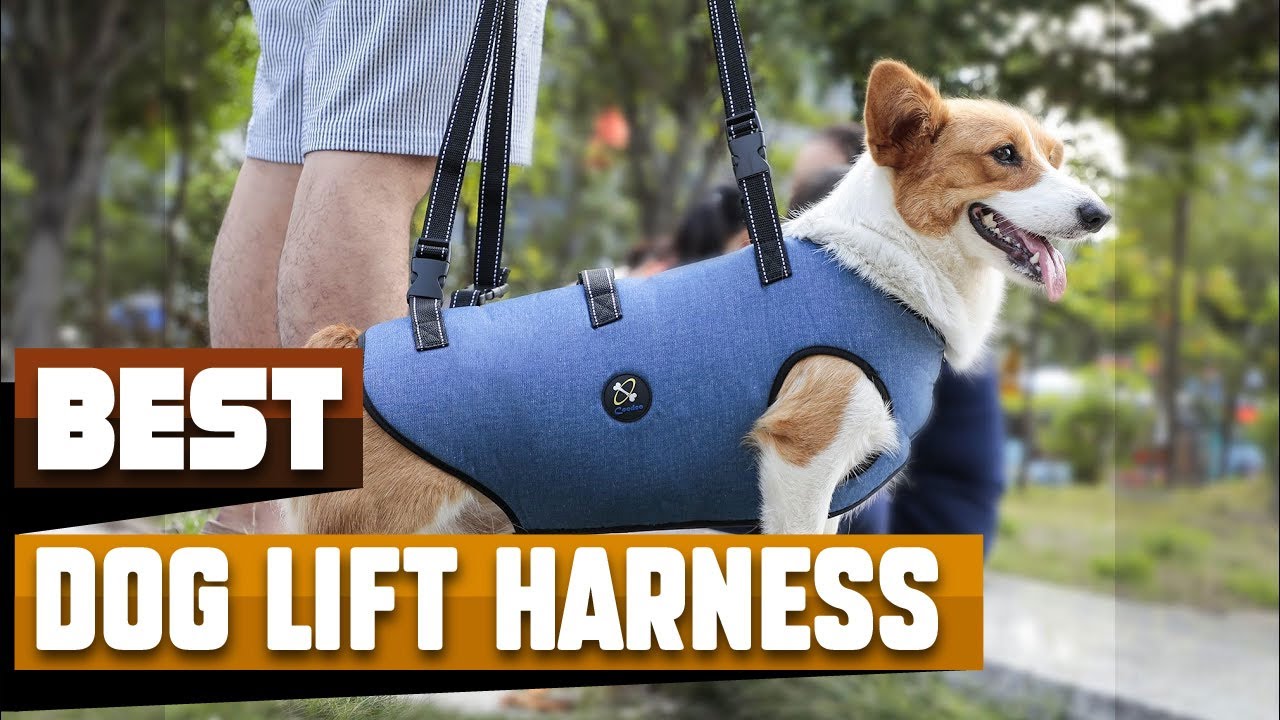 Dog Lift Harness : Can I Try Once from here?