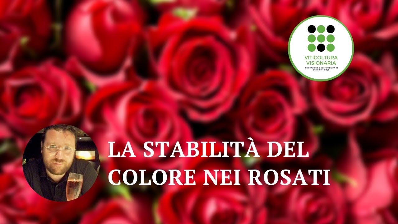 L' evoluzione e la stabilit&agrave; dei vini rosati
