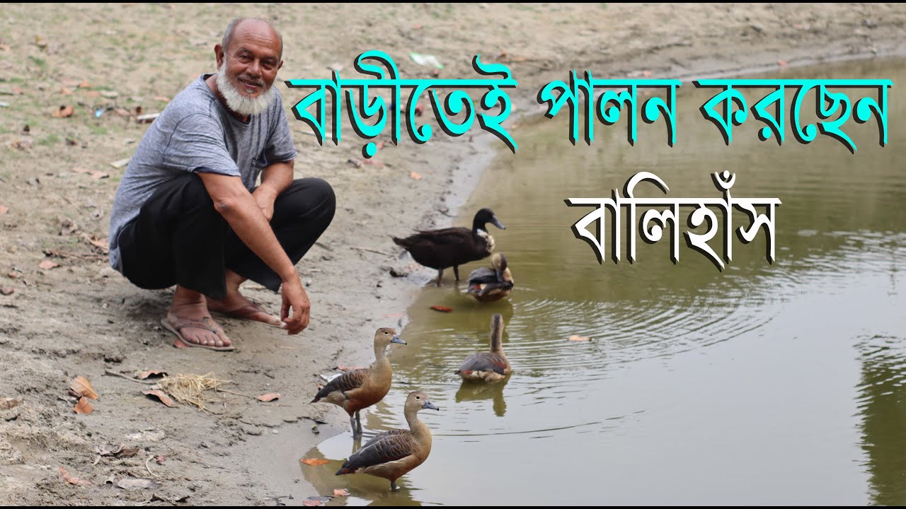 বালি হাঁস বাড়িতে কিভাবে পোষ মানাতে হয়।বাড়িতে বালি হাঁসের খামার।বালি হাঁস পালন পদ্ধতি