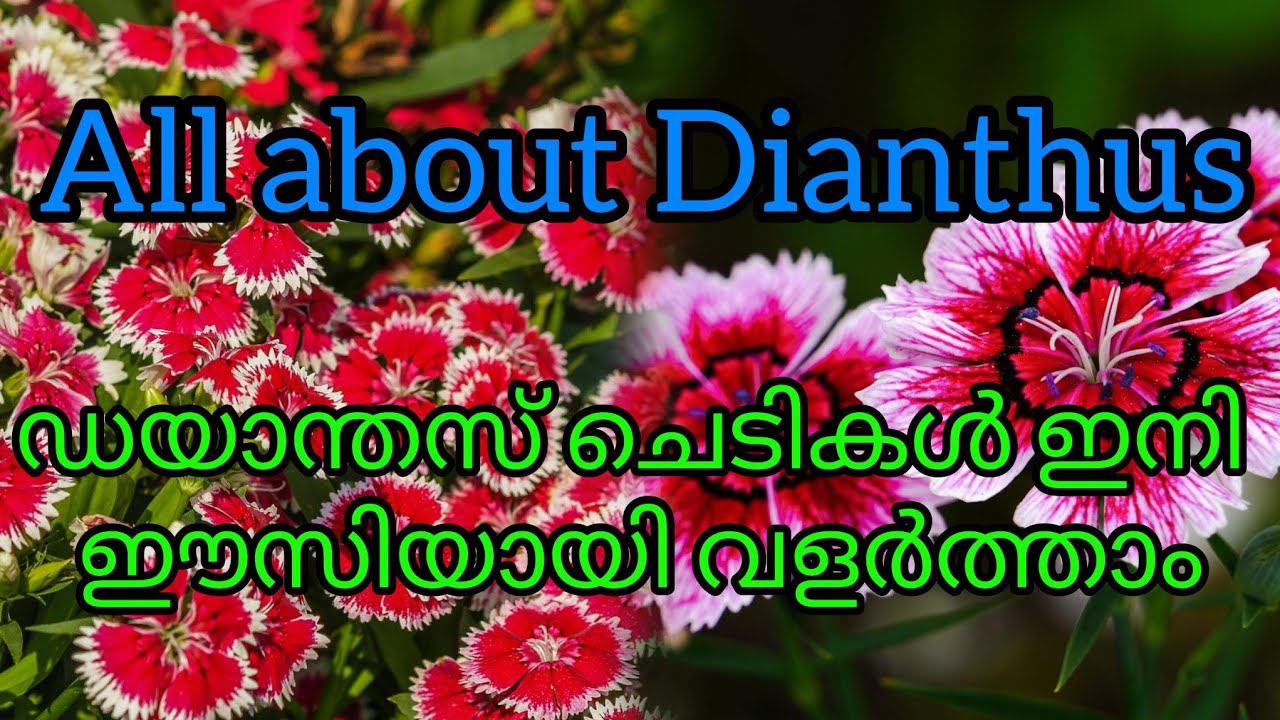 All about Dianthus Plants.Caring and propagation method.