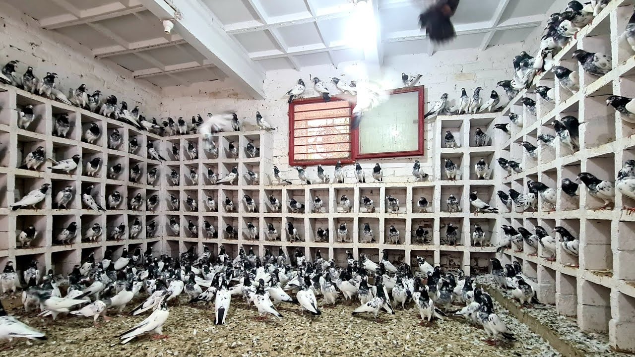 Beautiful Pigeon Colony | Big Pigeon Loft | Teddy Kabootar