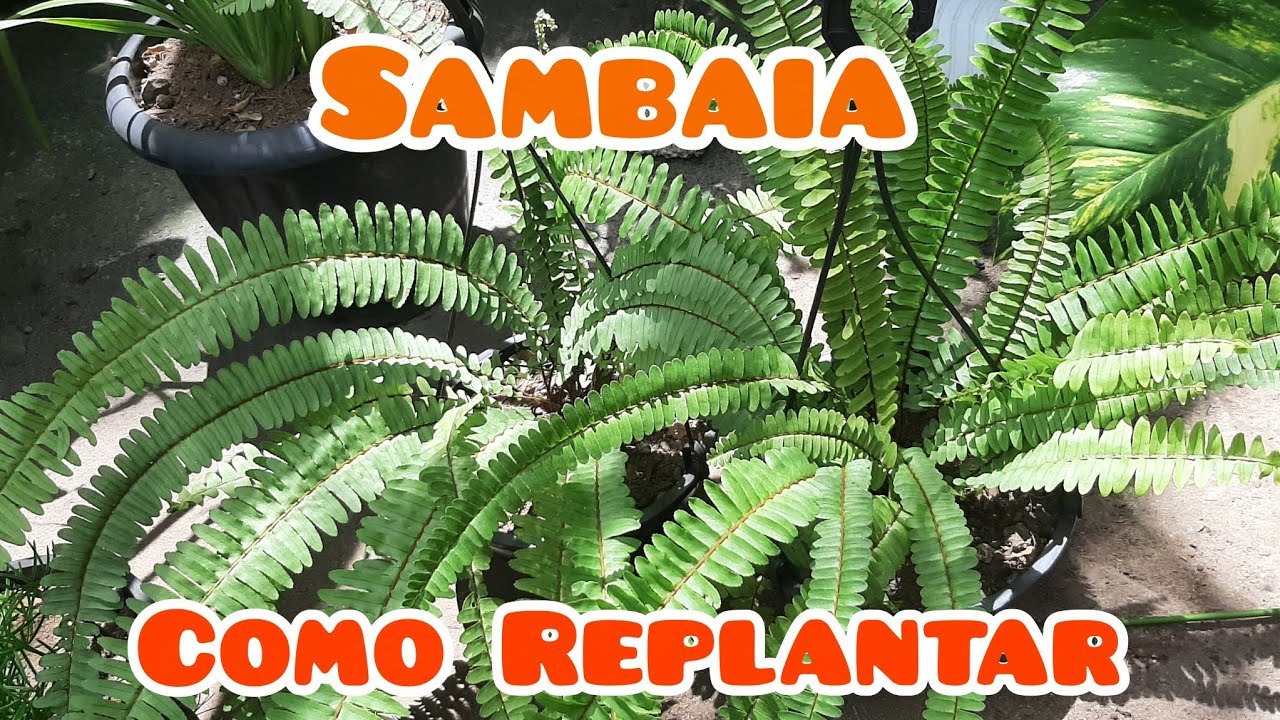 Como Replantar Sambaia 