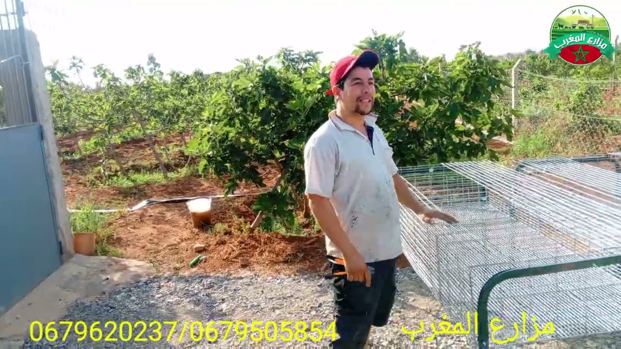 فيديو جديد من مدينة أحفير حول اقفاص الارانب والسمان