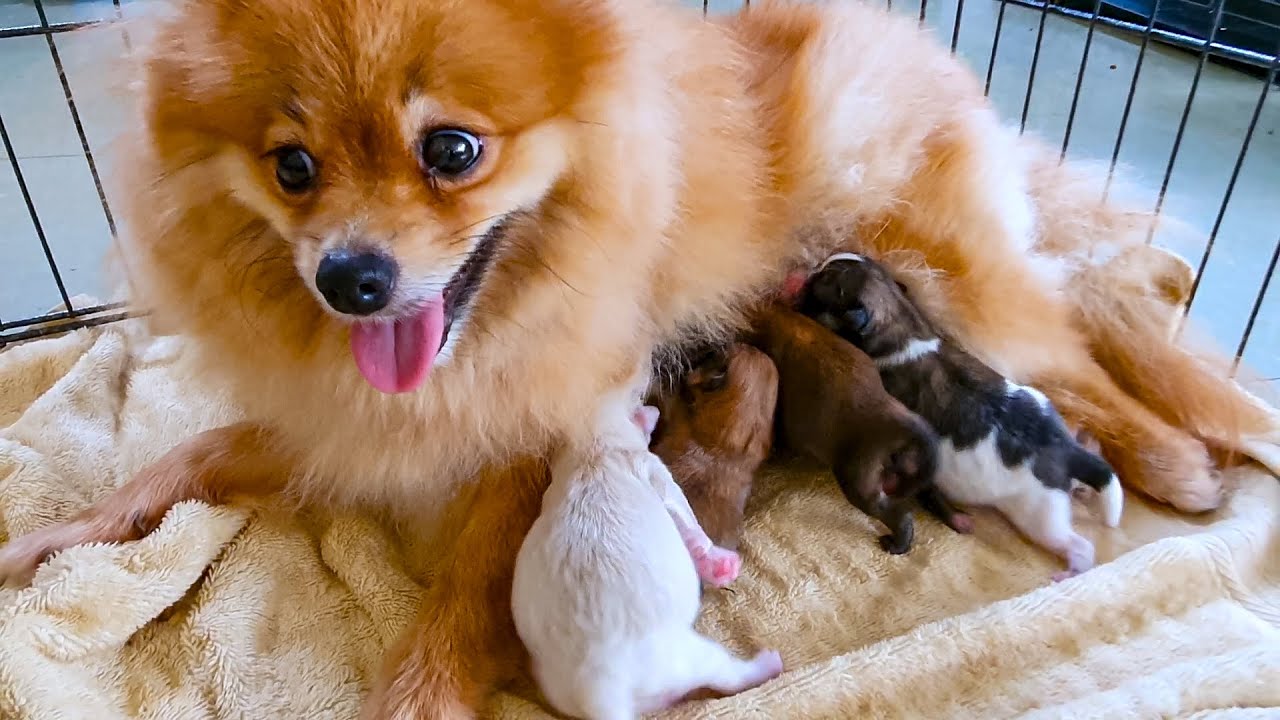 Cute Mom Jammy Cleaning Her Newborn Apple Puppies