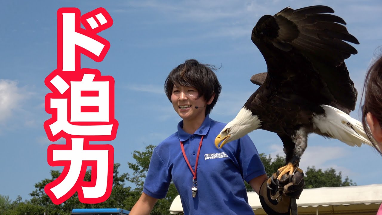 荒ぶるハクトウワシが怖すぎ&ヨウムのお返事💕バードパフォーマンスショーBROAD PART2@那須どうぶつ王国