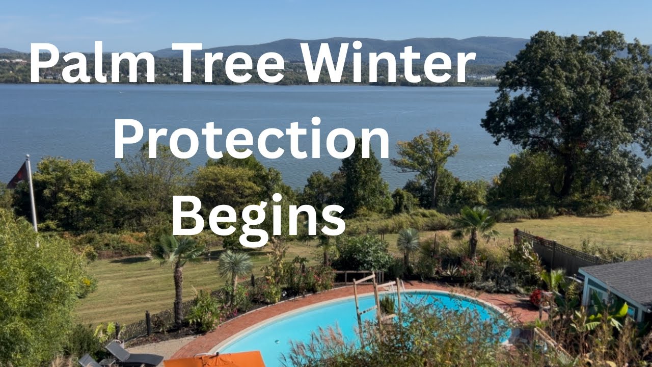 Palm Winter Protection Begins! Covering Palm Trees & Digging Tropicals.  ALL MY PALM TREES Drama