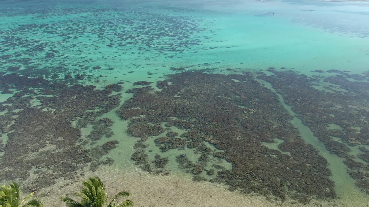 SOLD / VENDU Moorea Exclusif – Superbe domaine cocoteraie avec Bord de mer