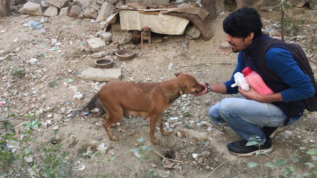 What Street Dogs can do to you! | Wildly Indian