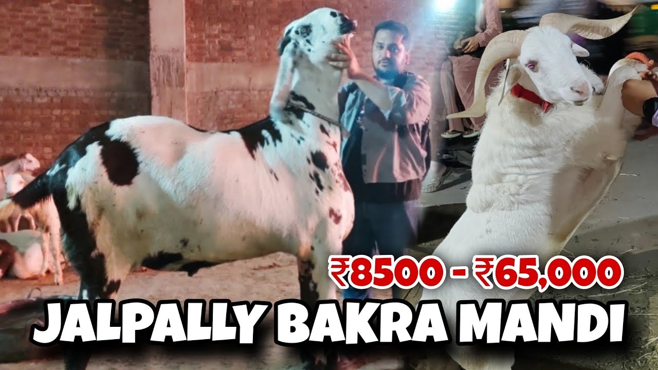 Jalpally Bakra Mandi 2025 | Hyderabad Bakra Mandi | Hyderabad Goat Market