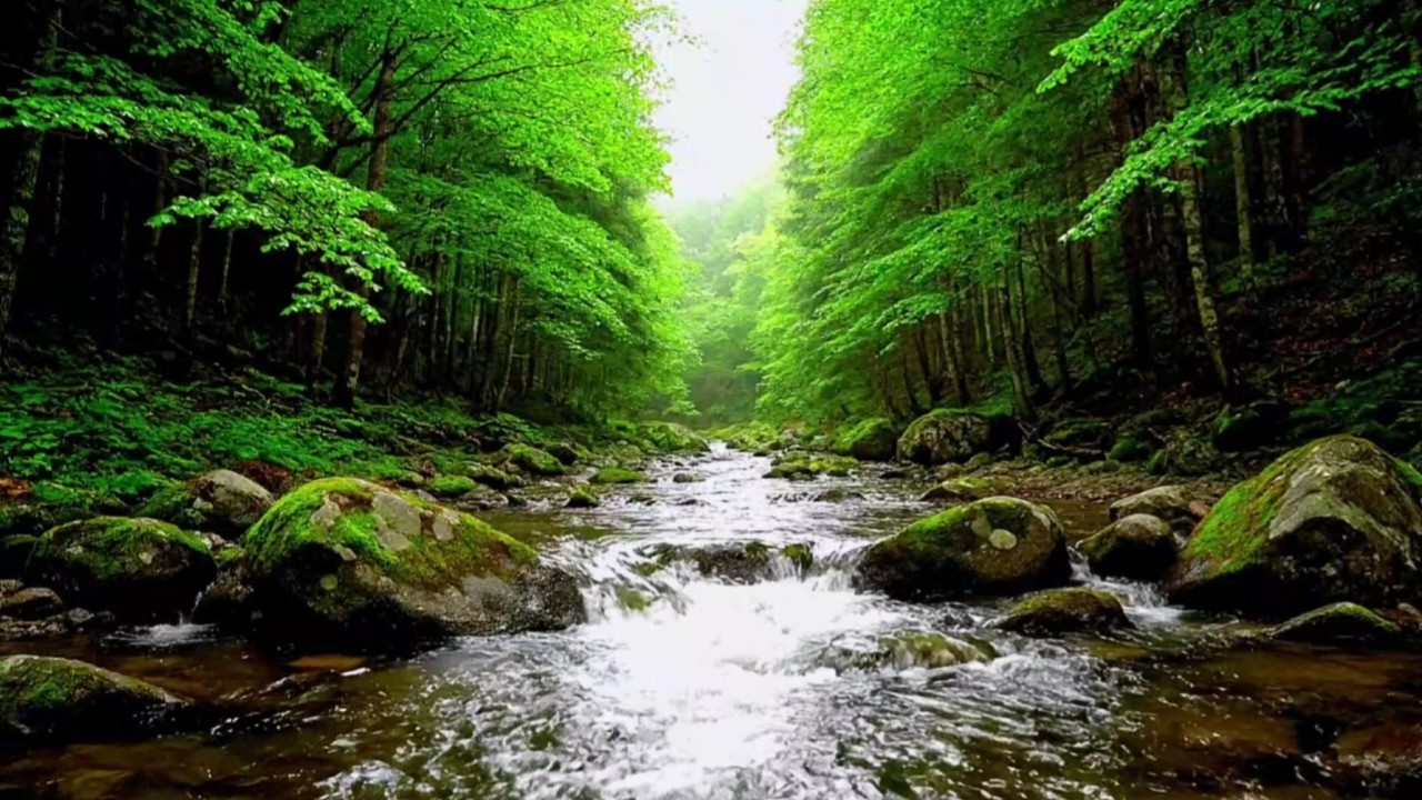 DEEP SLEEP FAST WITH NATURAL RIVER FLOW SOUNDS | RELAXATION, STUDY AND INSOMNIA RELIEF VIDEO