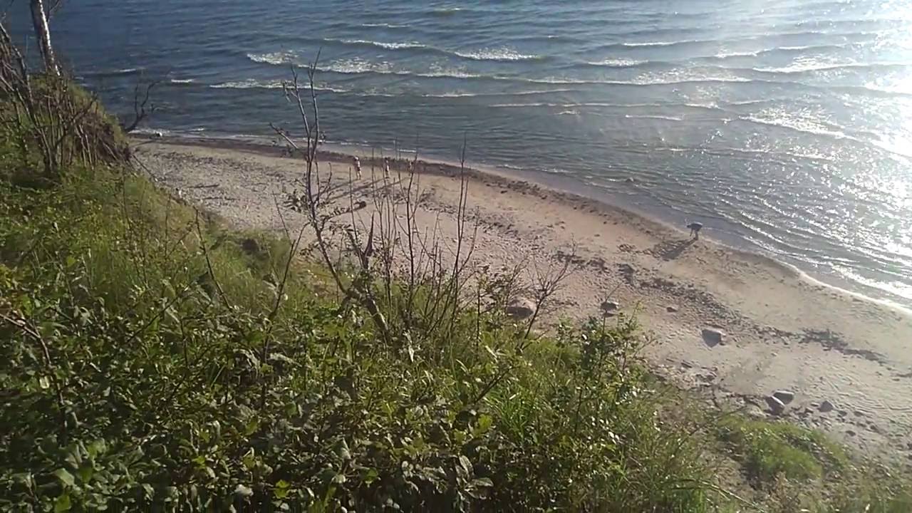 MI&Scaron;KŲ EMIGRACIJA: I&scaron; Lietuvos emigravo ne tik 1 000 000 gyventojų, bet ir mi&scaron;kas  i&scaron;eina į jūrą..