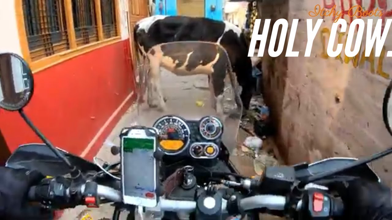 [S1- Eps. 4] Battling Cows in India