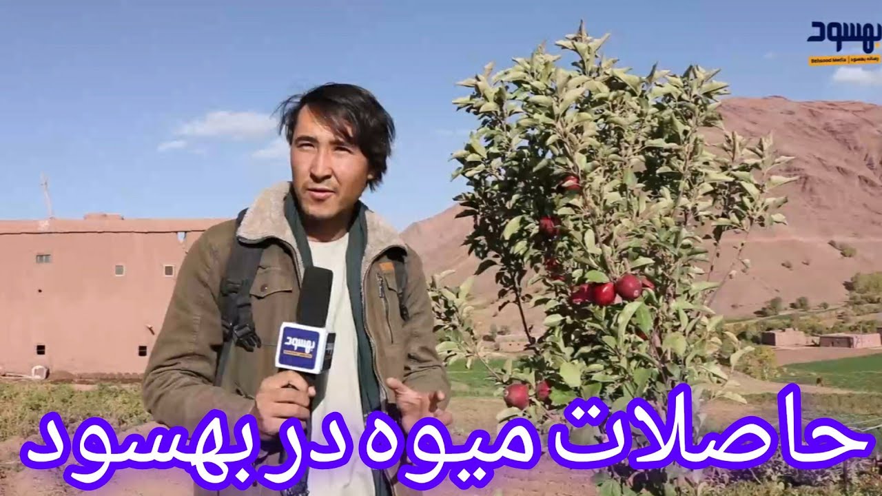 در کوه بیرون چقدر خوب میوه کرده/ تگاب بره خانه بهترین میوه