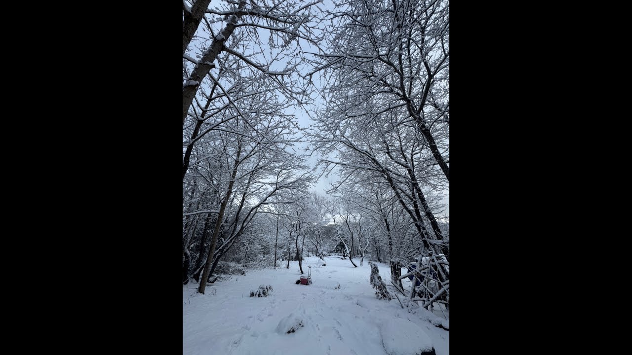 LIVE Snowstorm on a Backyard Golf Course ⛳❄️ Winter Calm in Real Time