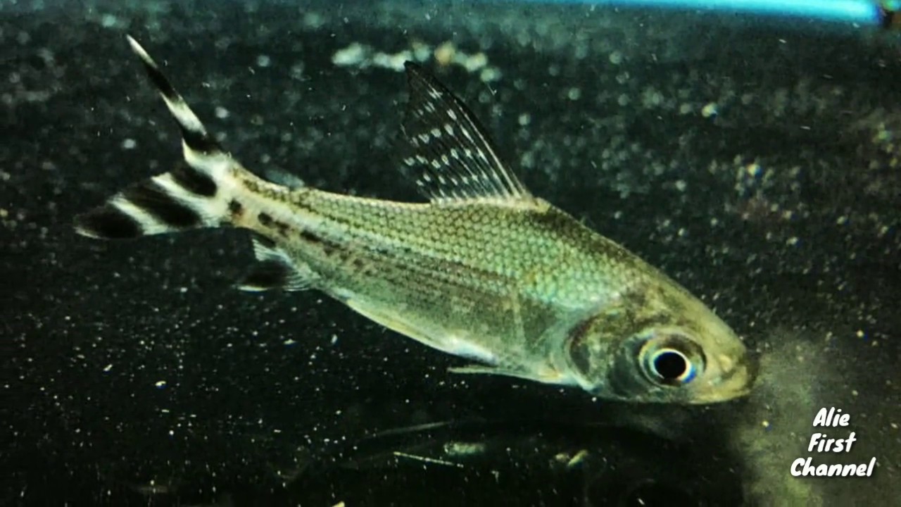 Unboxing Yellow Feifeng (yellow flagtail)  charachin