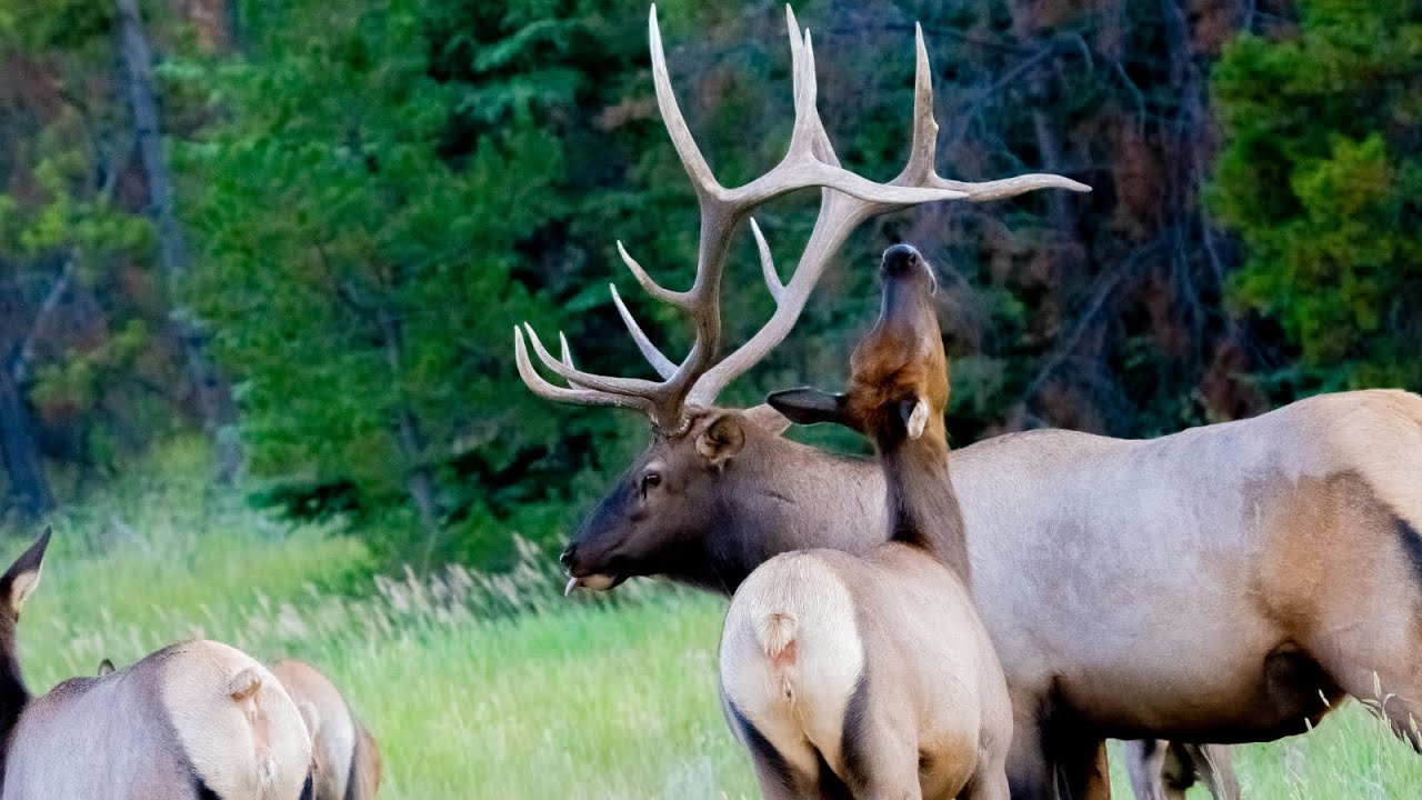 The Elk Rut