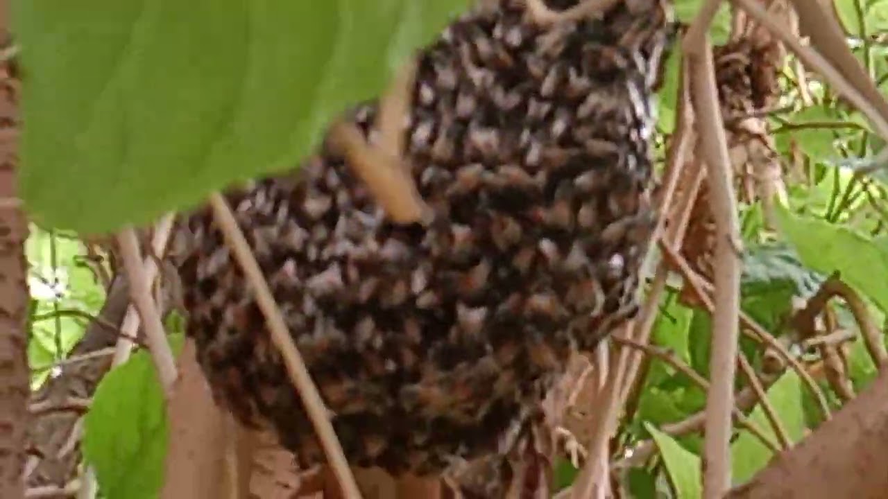 🔴organic honey